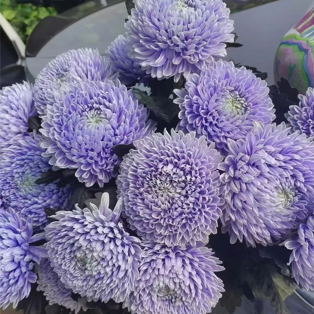 【思芹花卉|香芋紫-富贵牡丹球】圆满大气吸色花材牡丹菊顺丰冷链