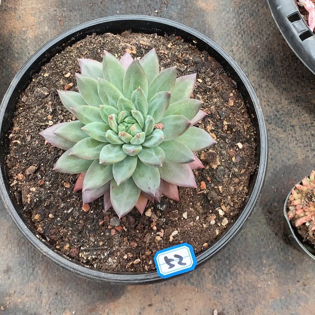 52美人  一物一拍多肉