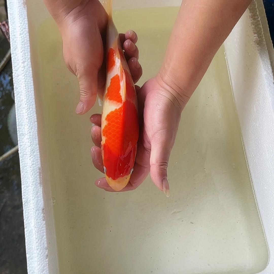 渔悦锦鲤四选红白一尾