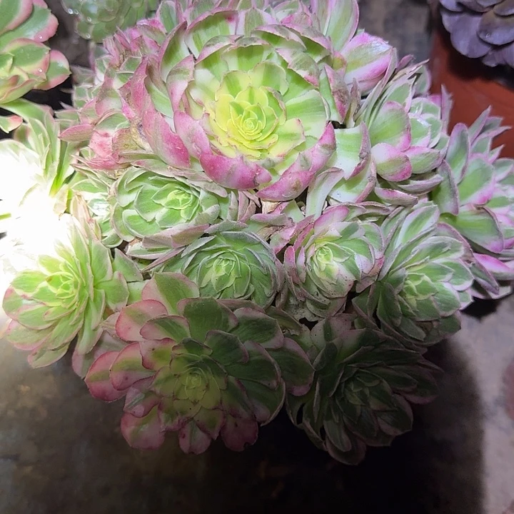 精品海王捧花亏本福利