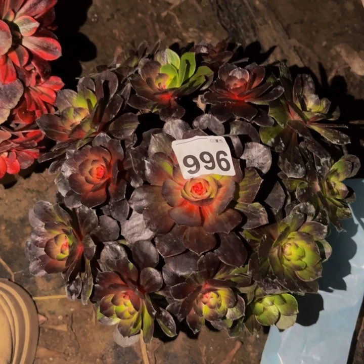 966墨染花月夜多肉季节锦