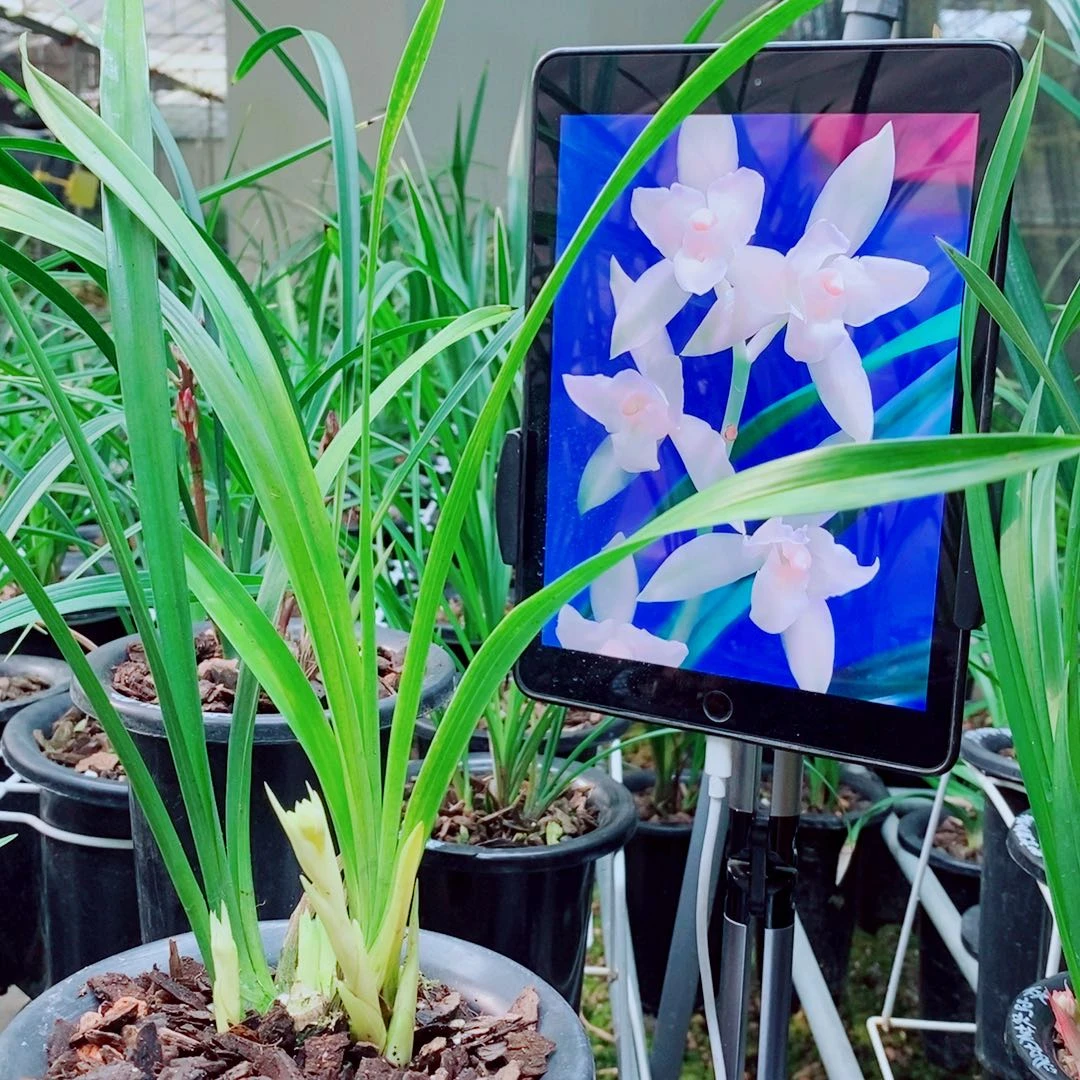 当前无花栽培后可以开花