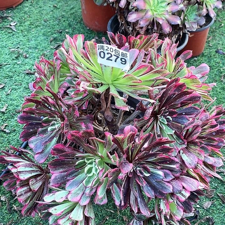 0279 一颗同花顺法师