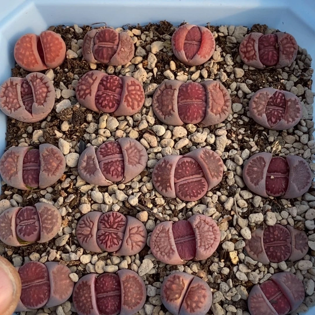 0682 直播间一物一拍