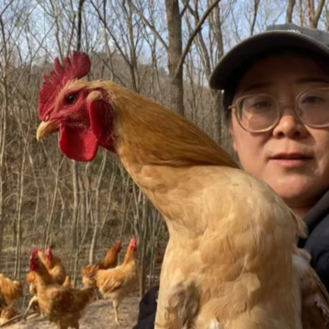 ［山林霸主］200天跑山鸡、日均万步运动量炼就黄金肉质