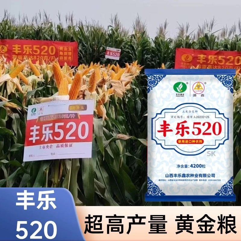 原装丰乐520玉米种子正品高产丰收耐旱耐涝矮杆抗锈病抗穗腐病