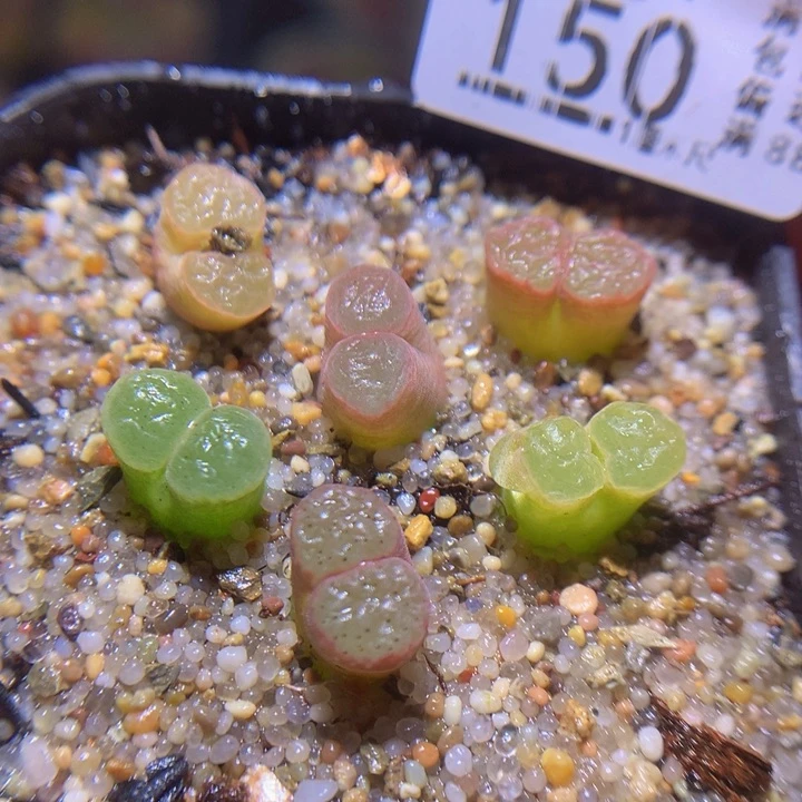 精品生石花310.150磁铁