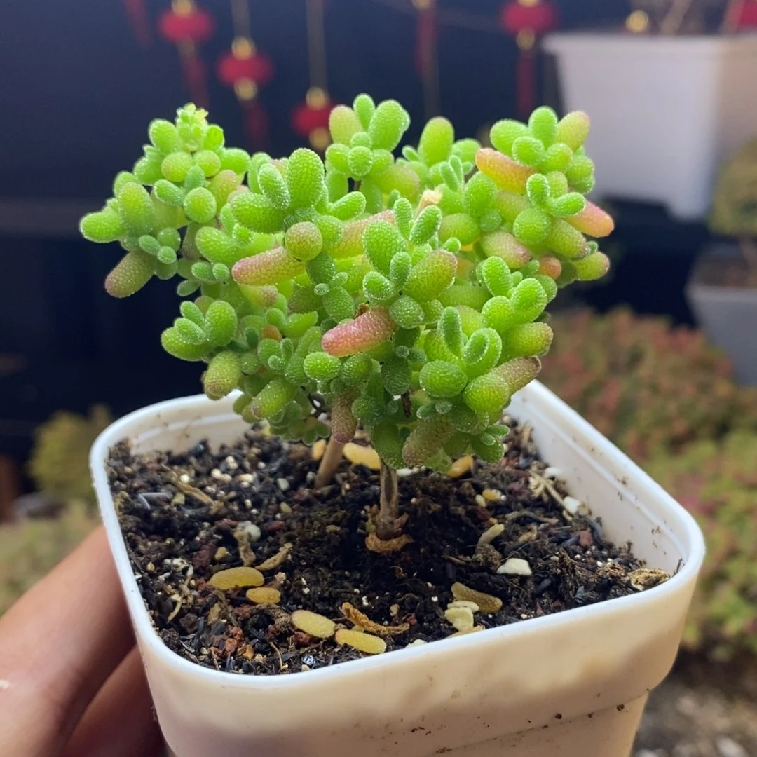 898号蜜橘糖球枝干多肉