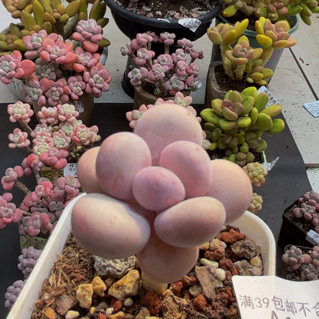 241蛋黄奶5cm多肉植物