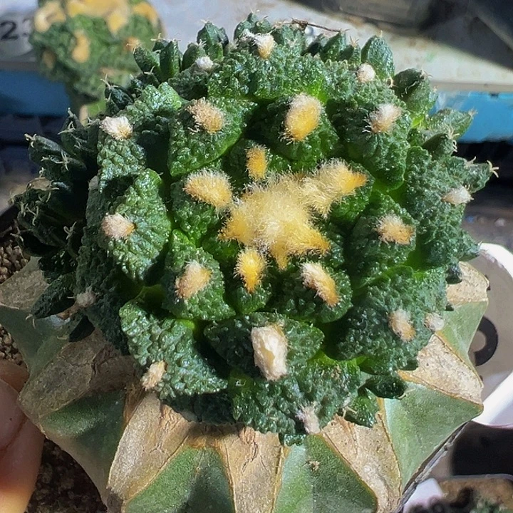 哥斯拉群337仙人球