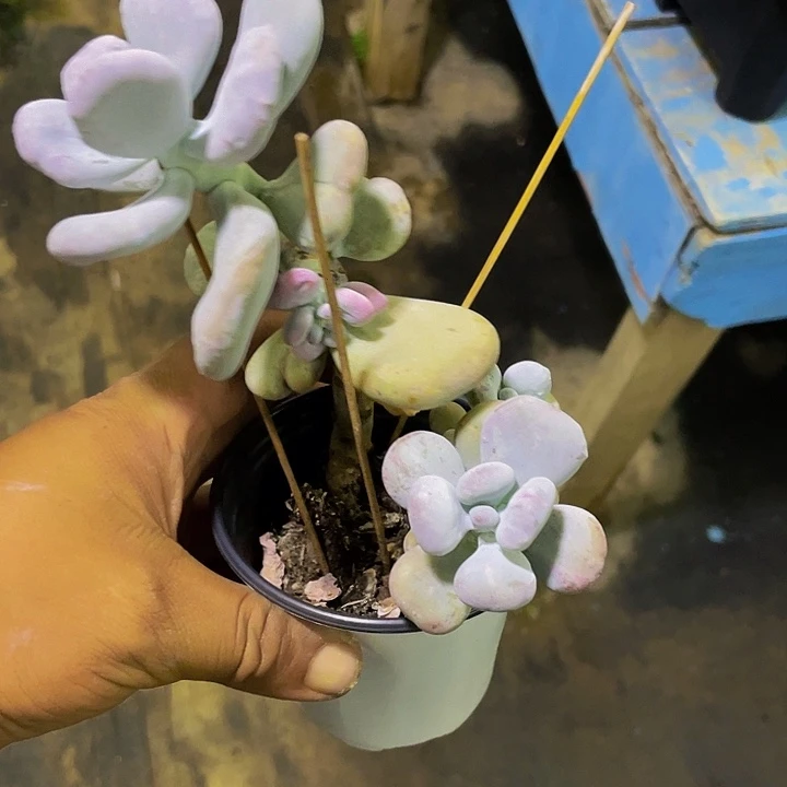 油煎丸子哦哦哦哦哦