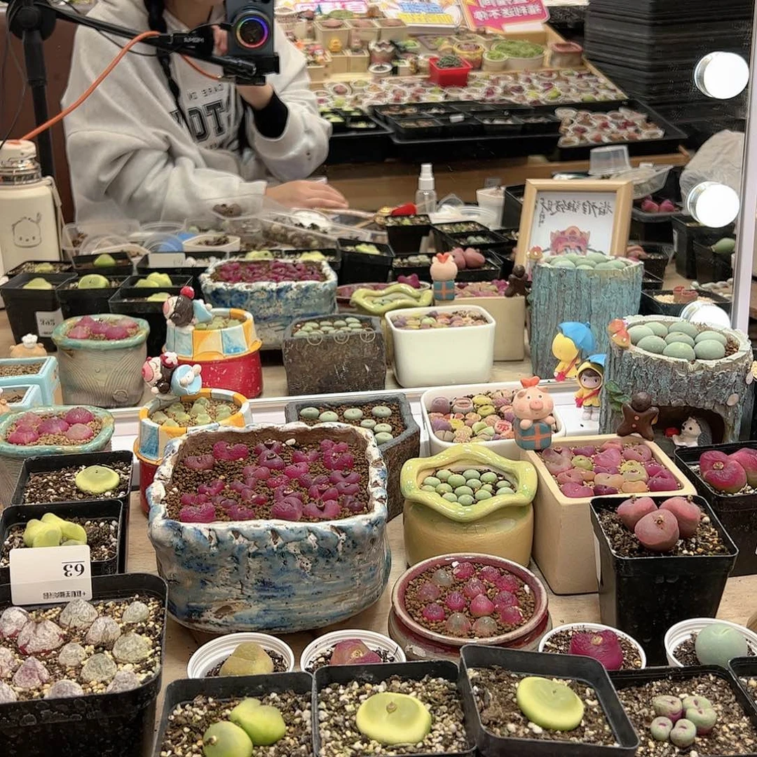 【闪购商品】汇**浦9+85
