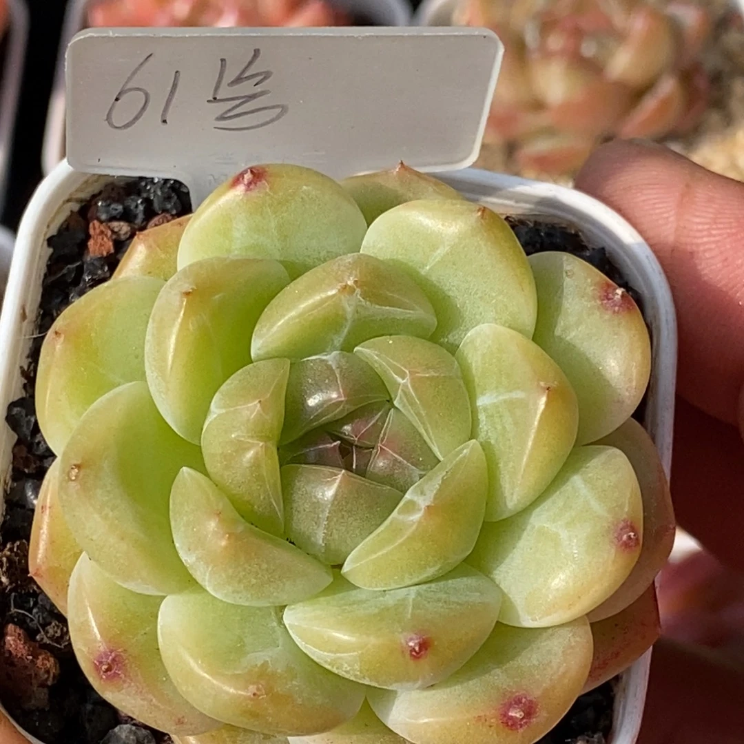 天官赐福百无禁忌