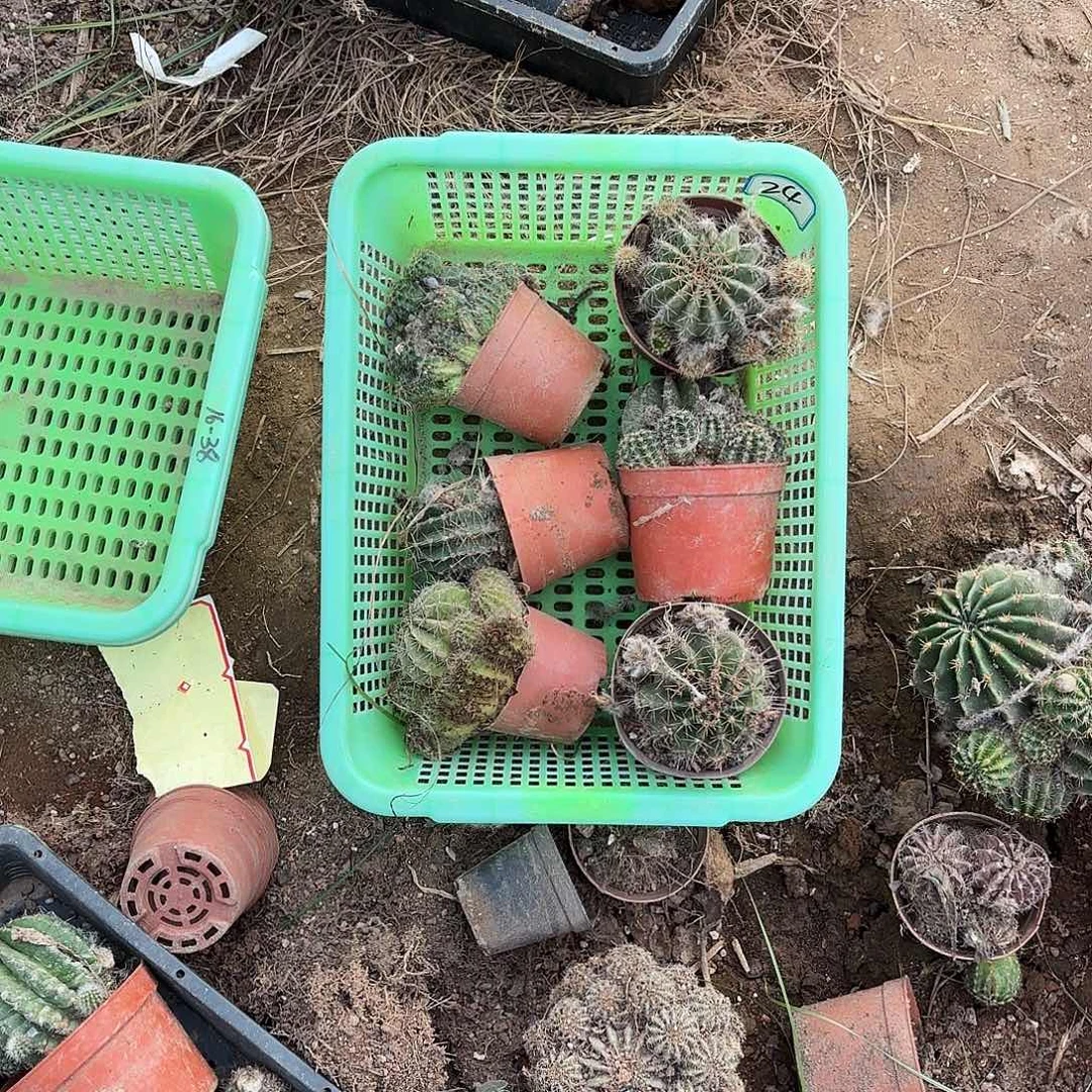 155号瑕疵无售后仙人球