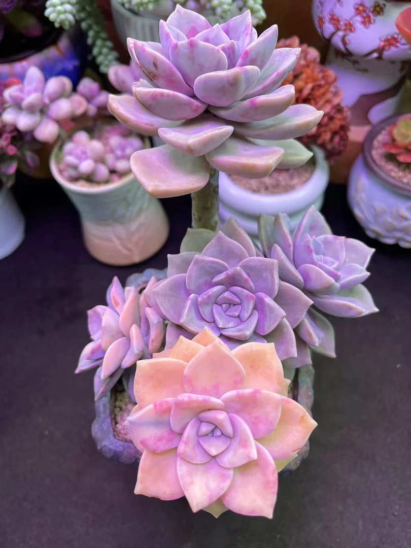 紫乐锦 自然锦（不带盆）多肉植物