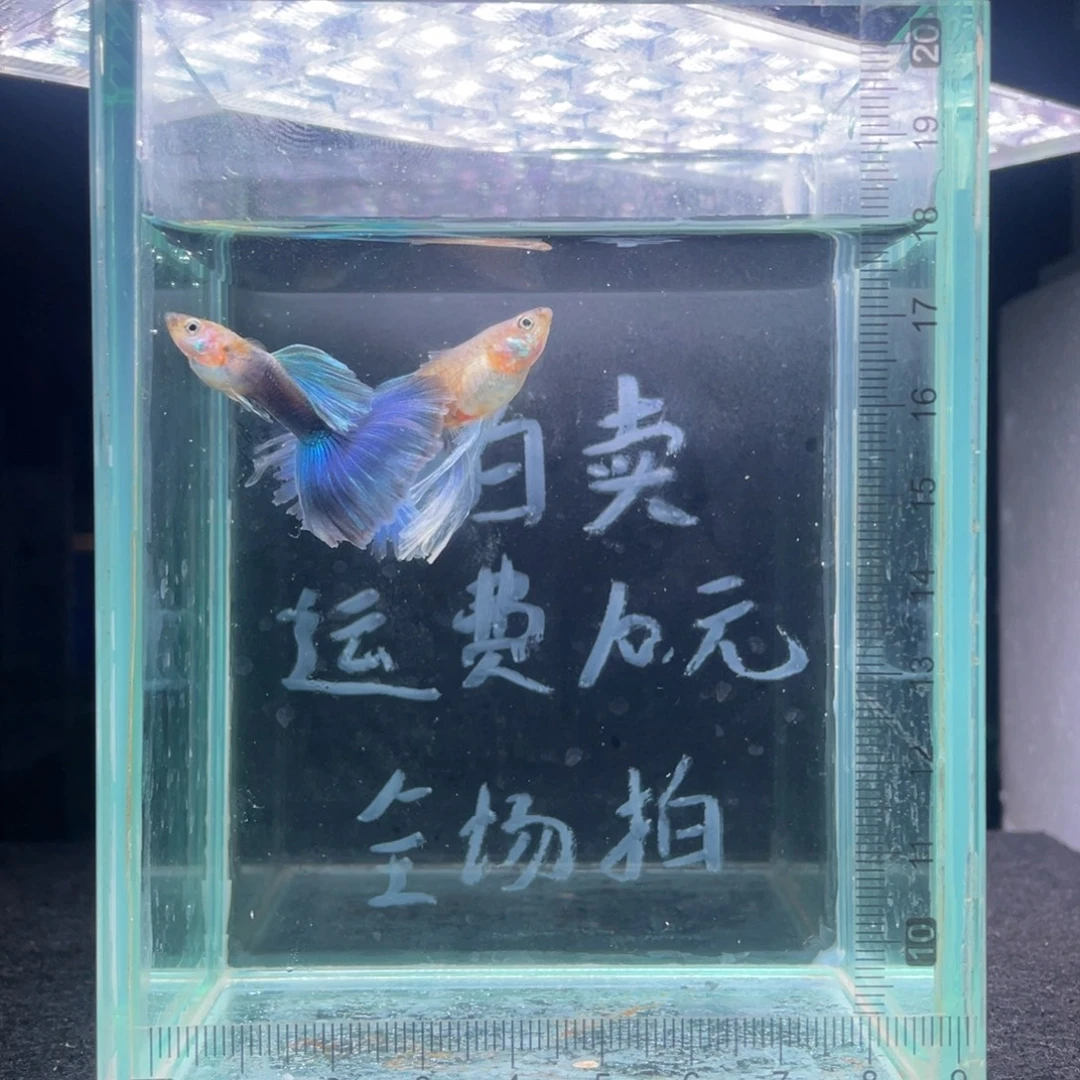 孔雀鱼微破损蓝礼服大C一对