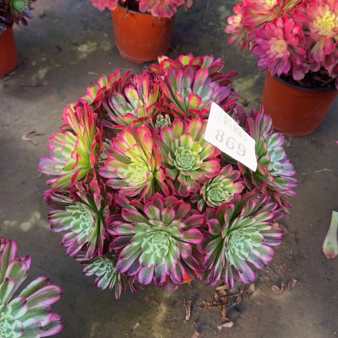 重**始多肉植物869水木年华