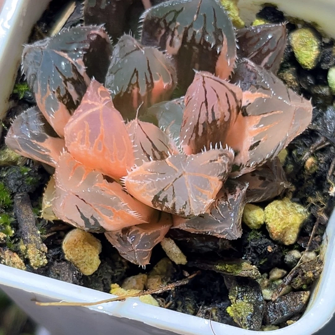 恭喜发财大吉大利4584