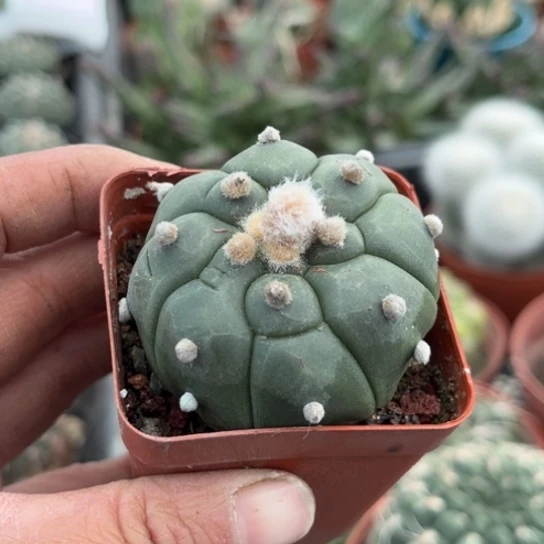 当前无花栽培后可以开花实生龟甲兜