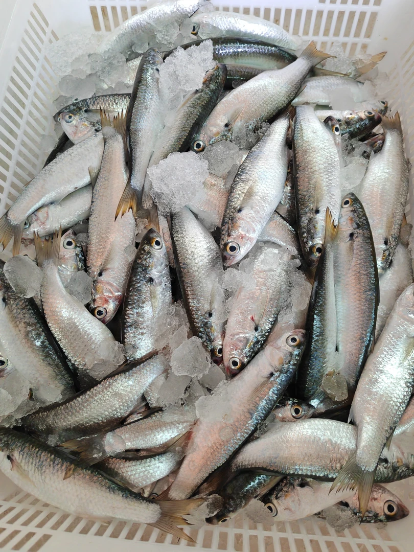 湛江海捕  虫鱼  小白条  5斤  顺丰发货