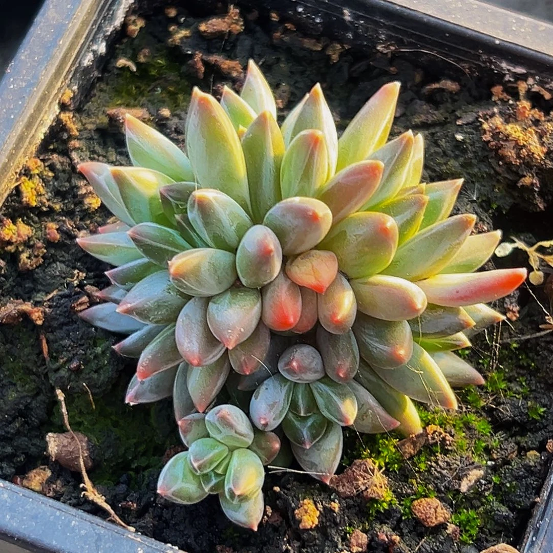 桔云多肉美人精品系列