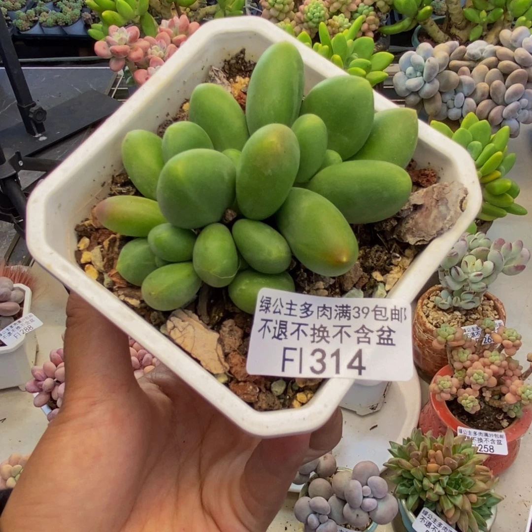 314芒果奶kk奶多肉7c m