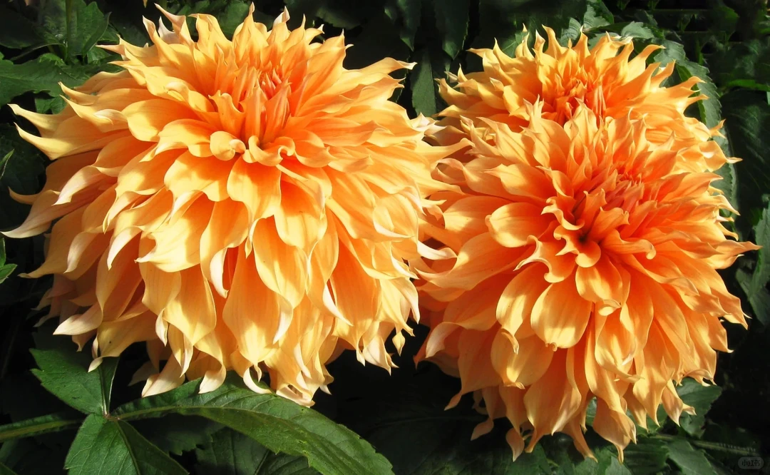 （阿姬.怀特）进口大丽花种球