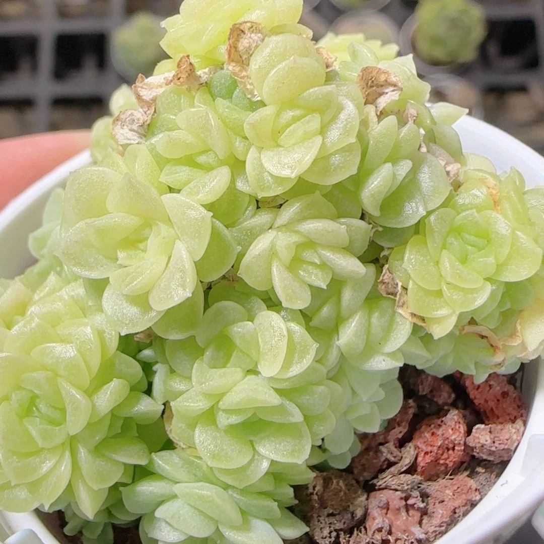 花语逸镜1023-350麦秆散