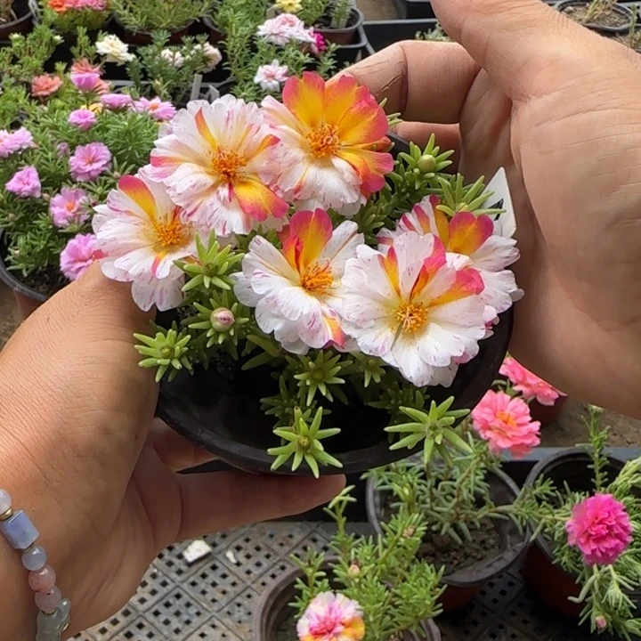 当前无花朵，栽培后可花朵量拍矮墩墩风月超小苗盆口10cm