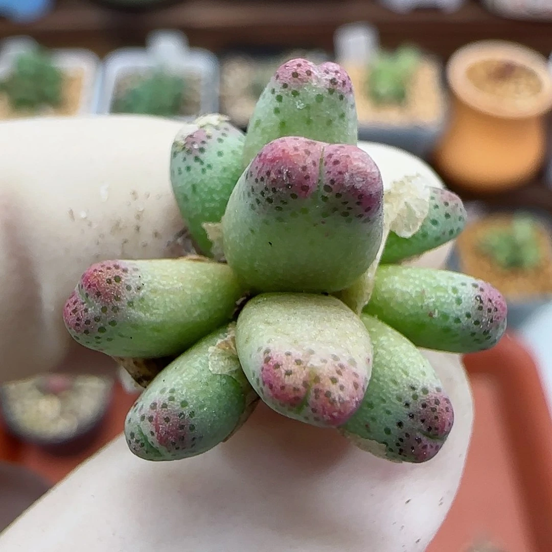 191编号1429.05福利福利