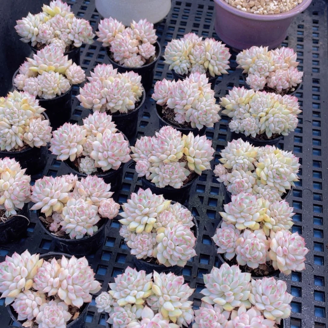 量拍53号白底小乔群生两个