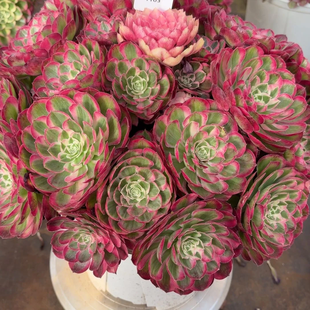 用***231法师锦多肉1103孔雀翎