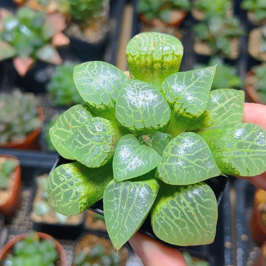 水晶康平5317玉露多肉植物一颗