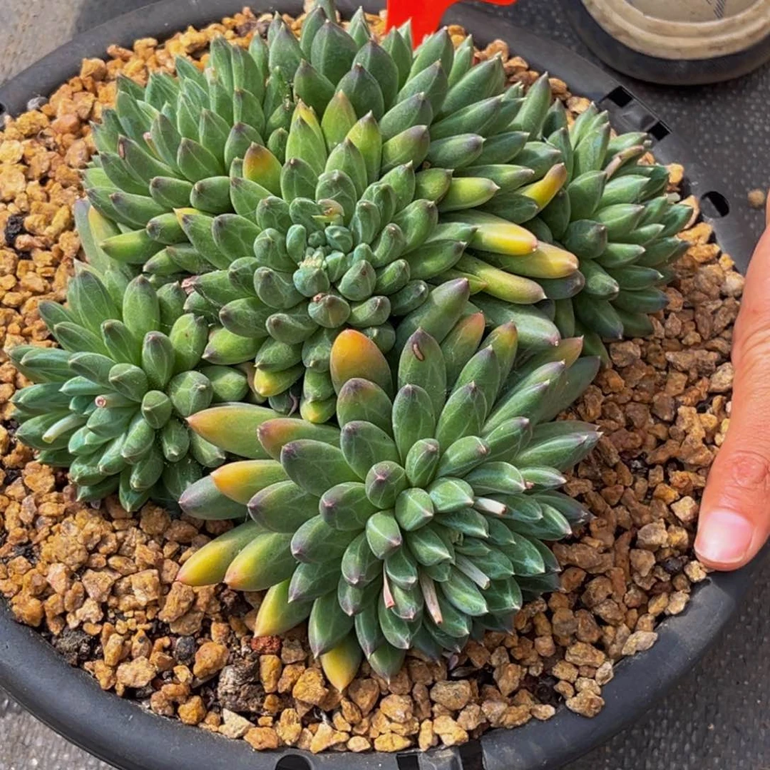 多**物1519号上午多肉植物群生多肉植物