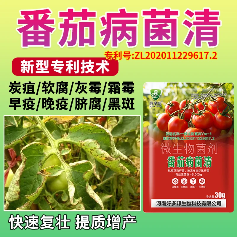 番茄病菌清番茄炭疽灰霉青枯叶斑卷叶国家专利配方正品微生物菌剂