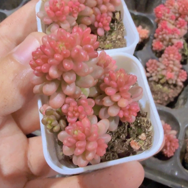 红色浆果锦福利一颗