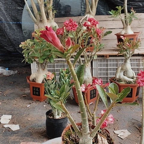 【闪购商品】催**崔绿植