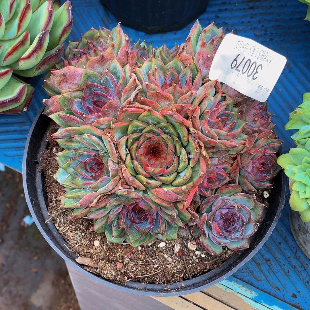 温***范   蓝色妖姬多30079