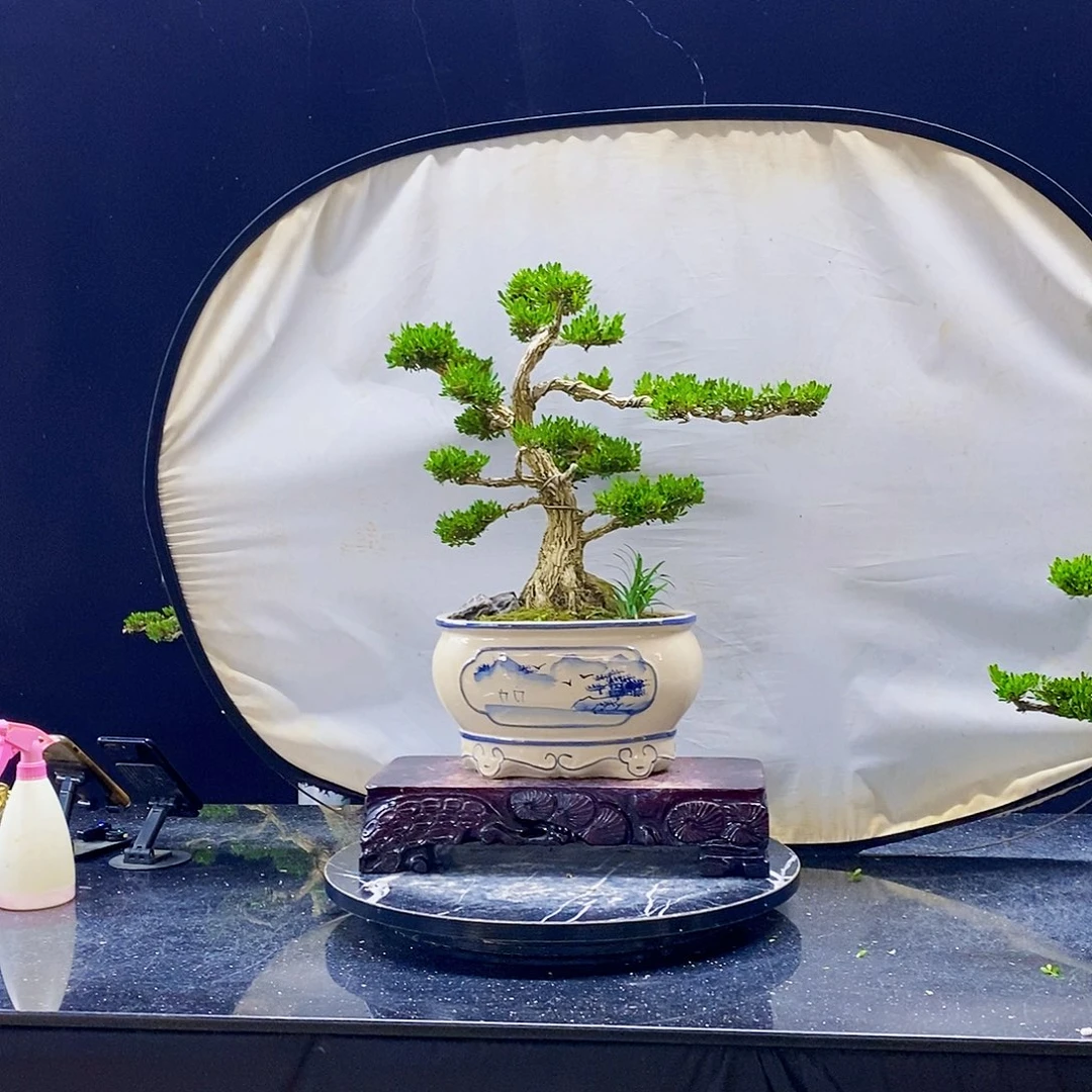 无花朵用****7黄杨盆景造型