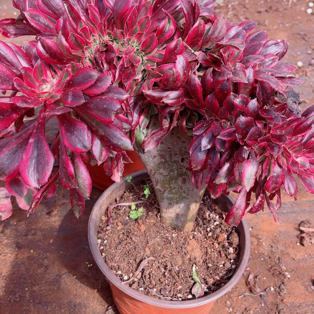 多肉植物853香奈儿