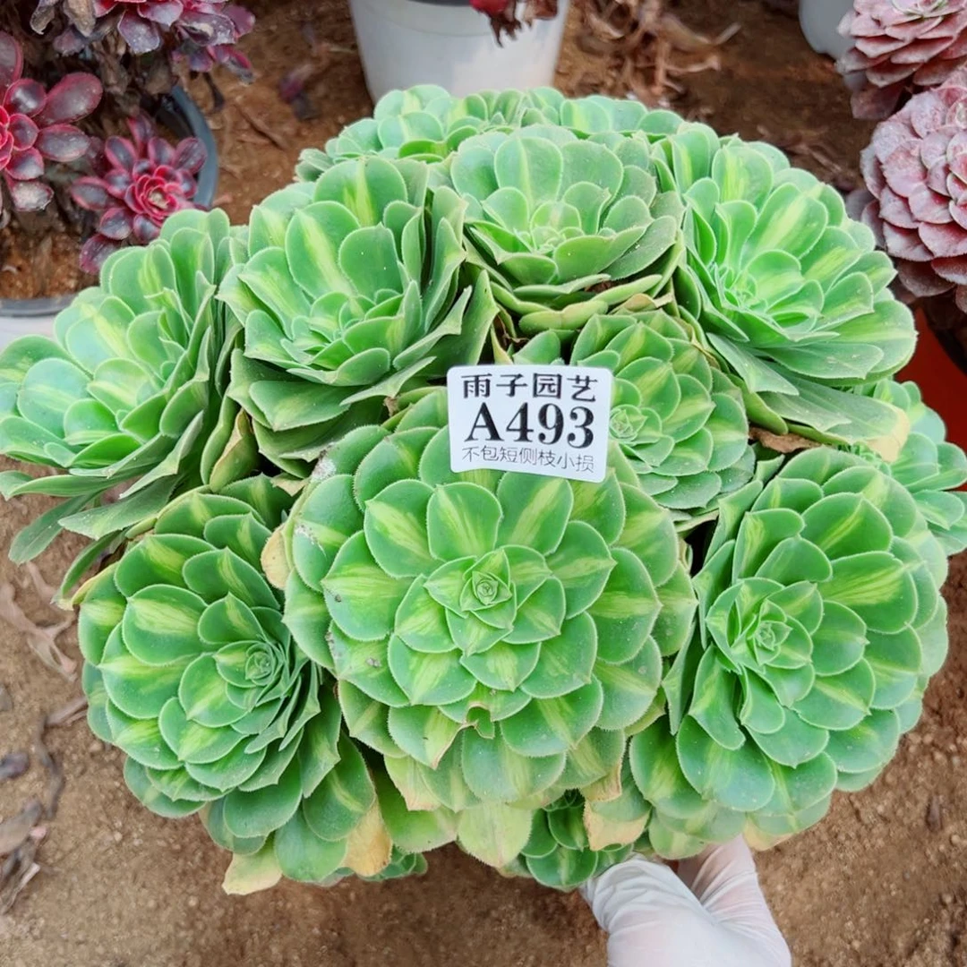 493翡翠琉璃尺寸30左右