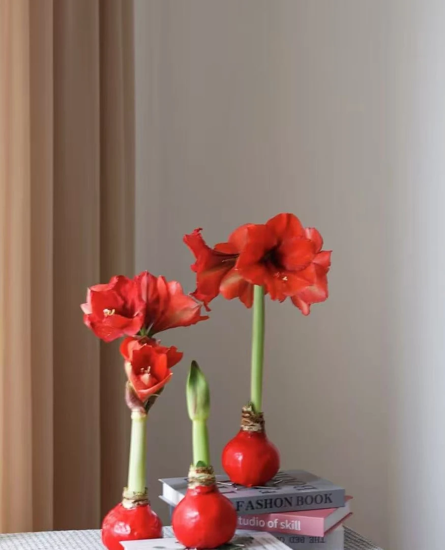 年宵花--红色朱顶红摆件鲜花1个--有问题第一时间联系客服