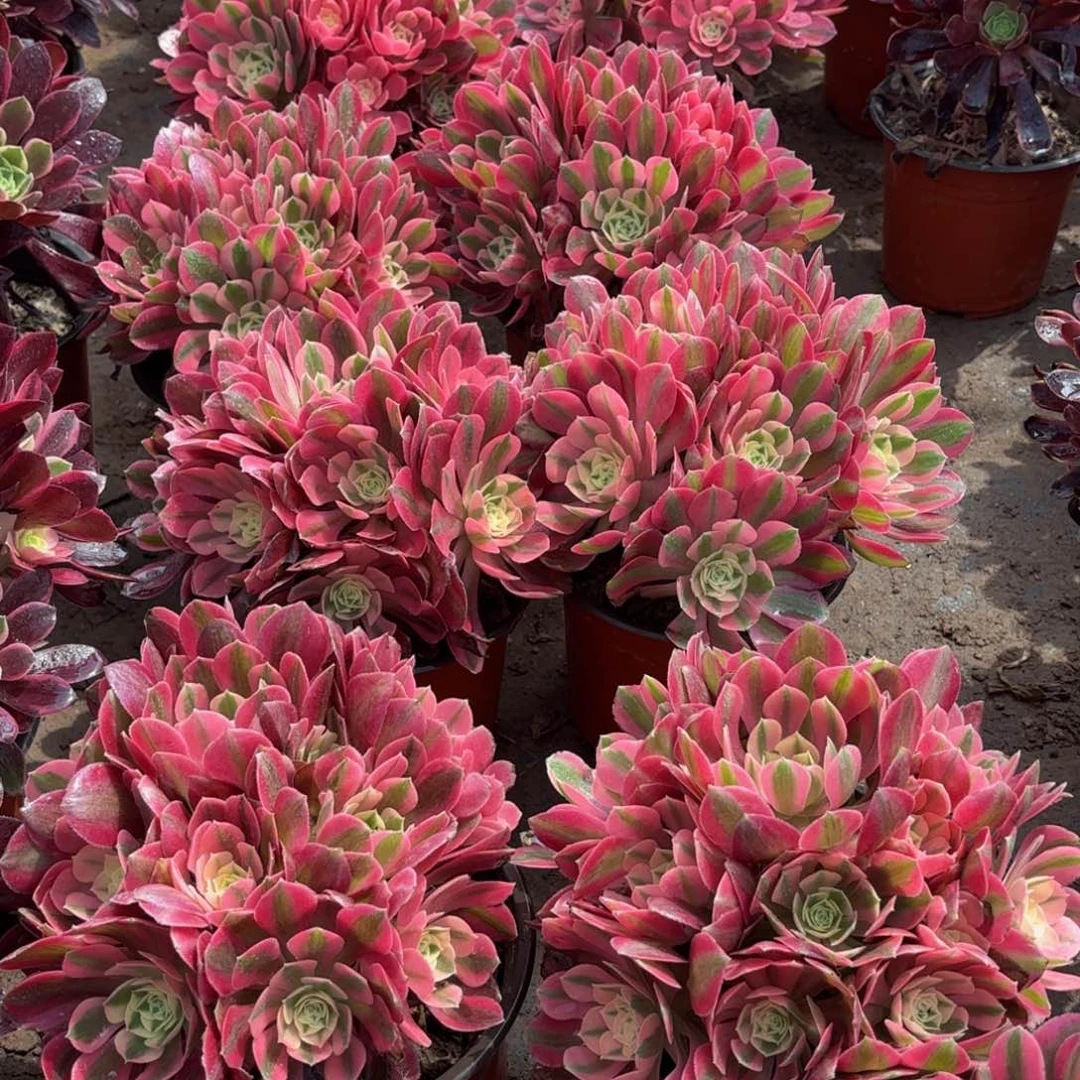 粉女巫绣球9.9多肉植物