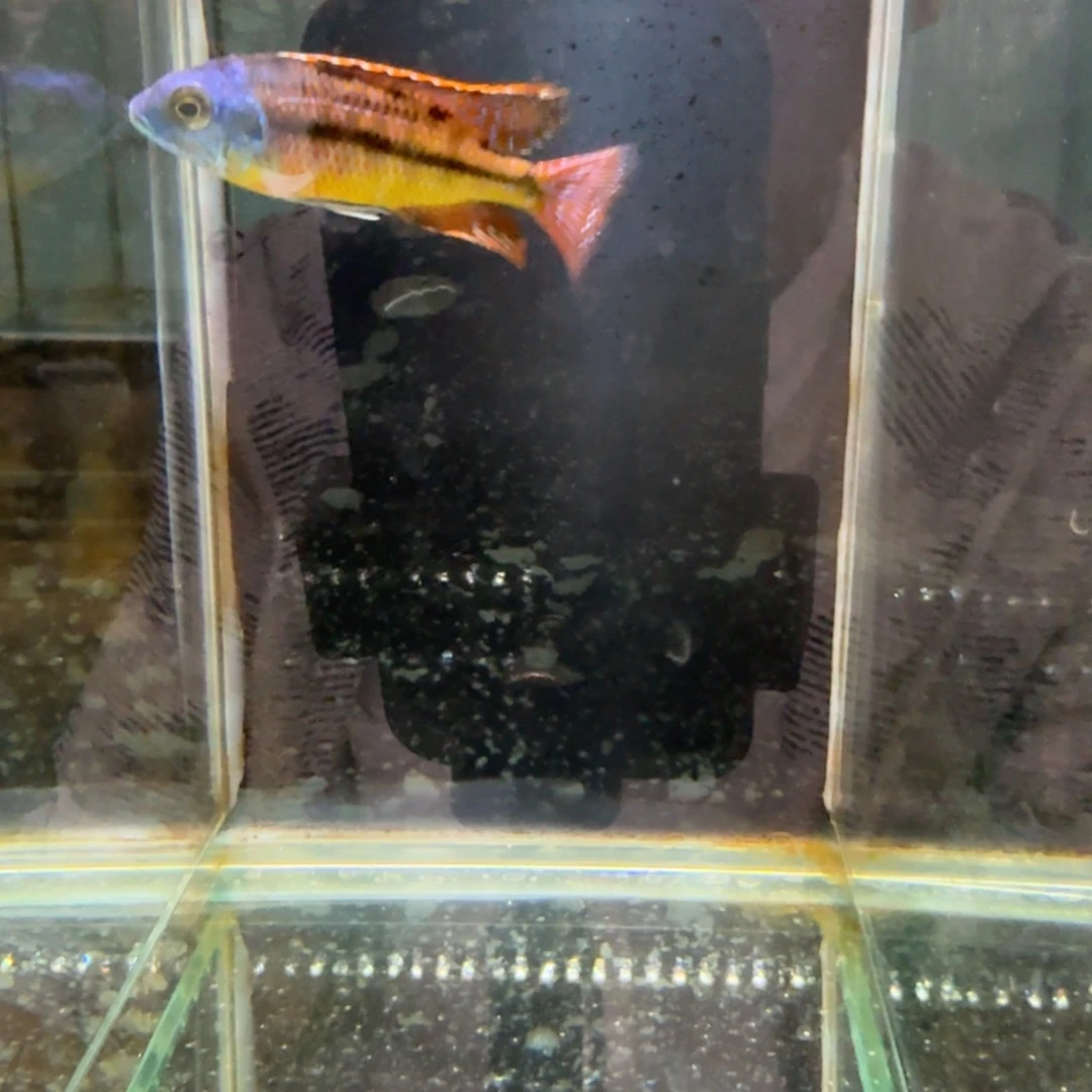 慈鲷811红鹰。