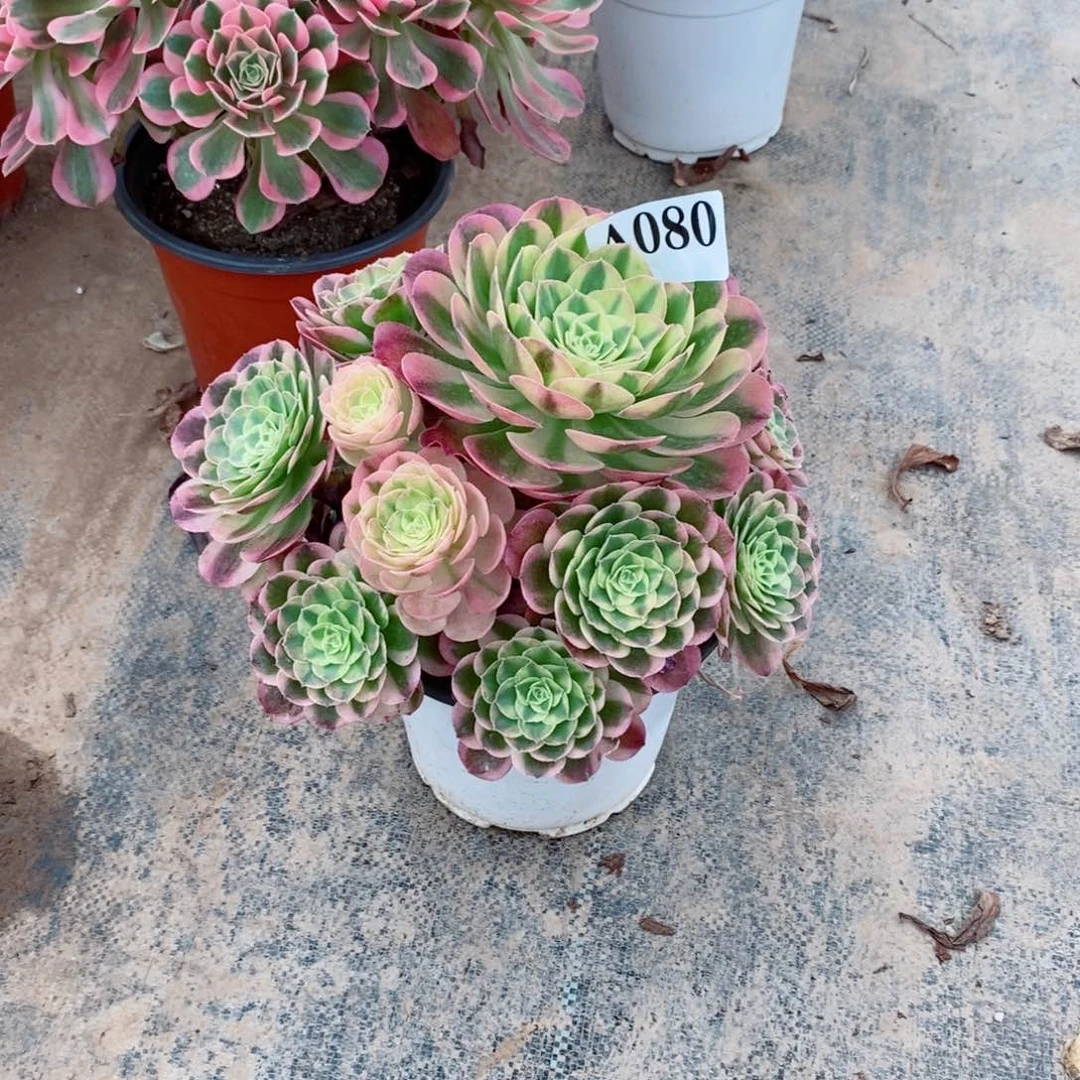 嫩桩玉姿080多肉法师