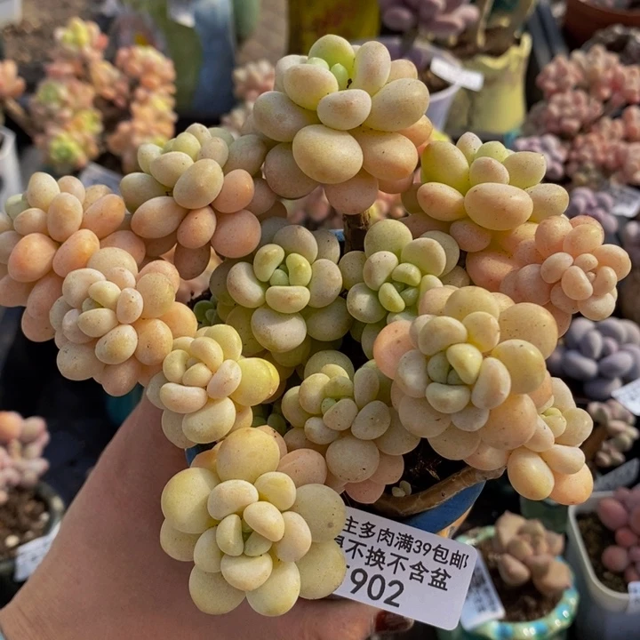 洛可可老桩12cm902多肉植物