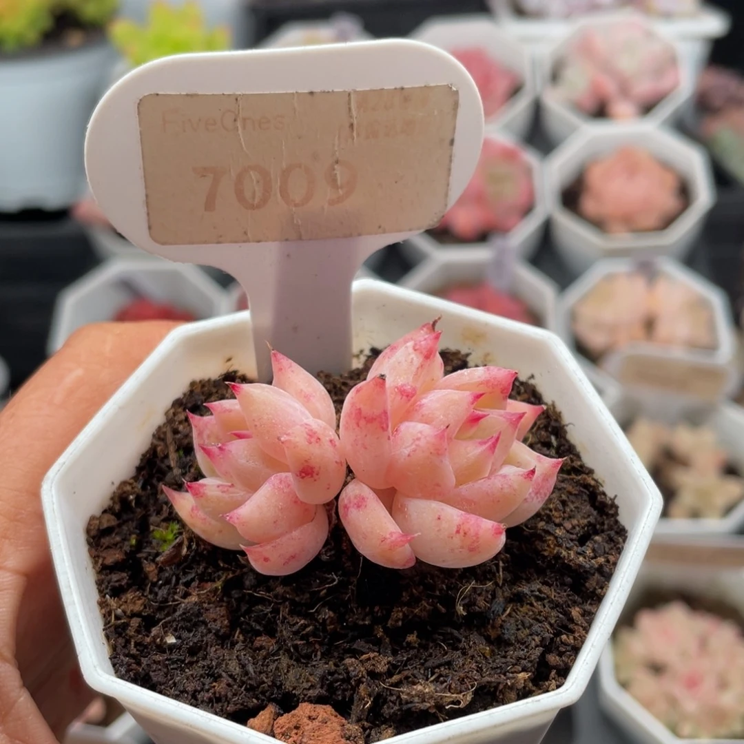 白拉糖7009-4.5厘米