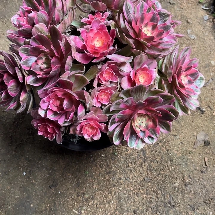 多肉植物炽焰莲锦…………