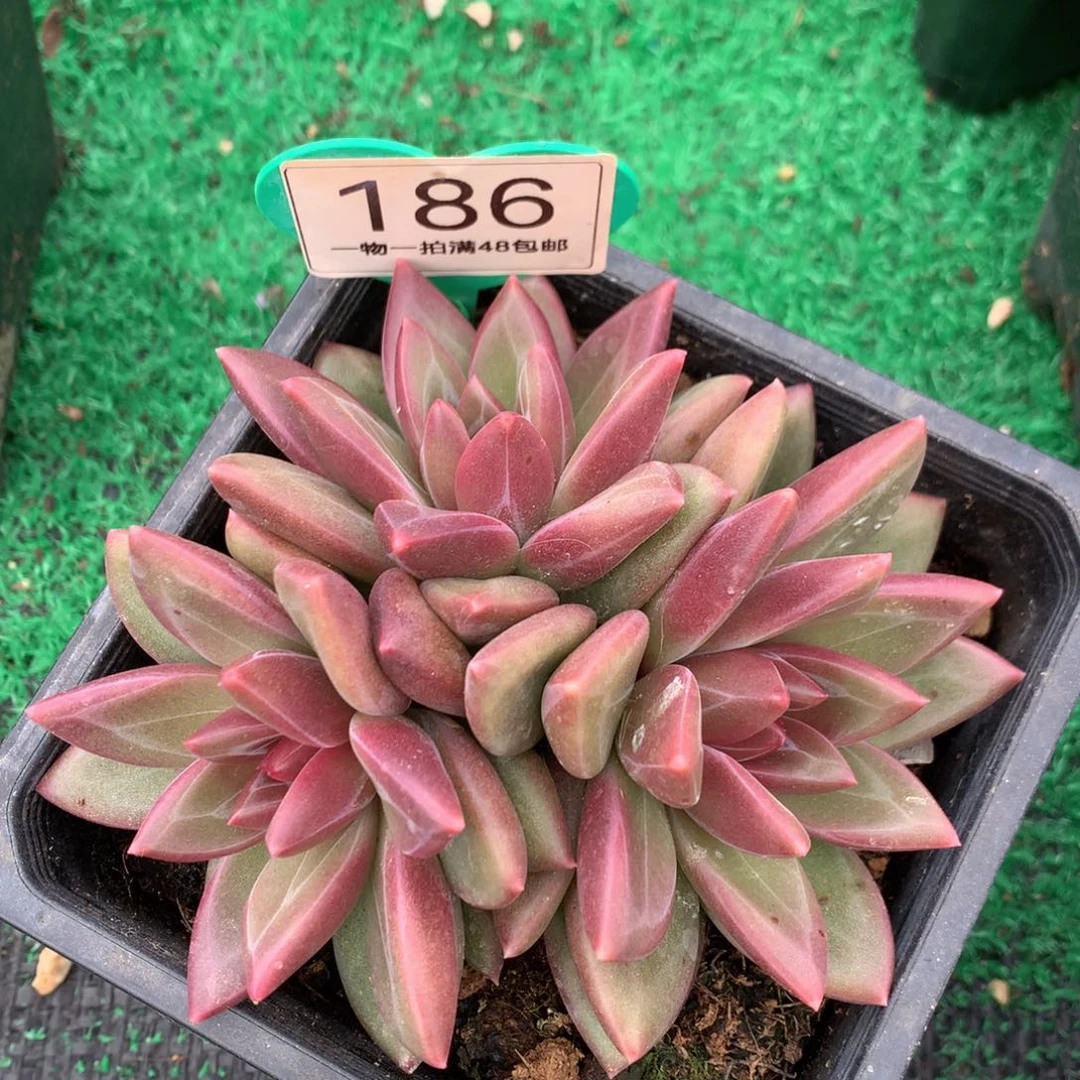 迷雾泡泡无砍平头186