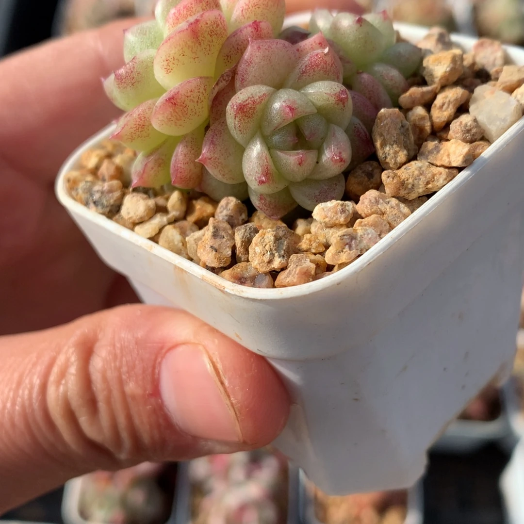 3头黄油包子。      爱情。 28号